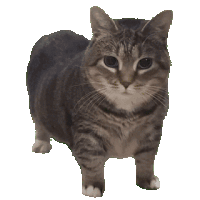 UIA Cat